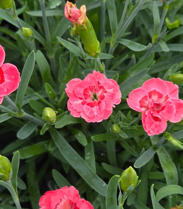 Dianthus x EverLast™ - Peach
