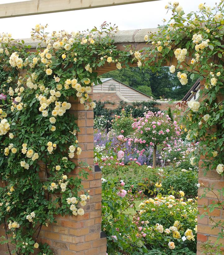 Rosa Malvern Hills®