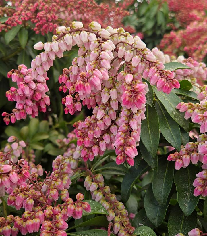 Pieris japonica Enchanted Forest® Impish Elf™