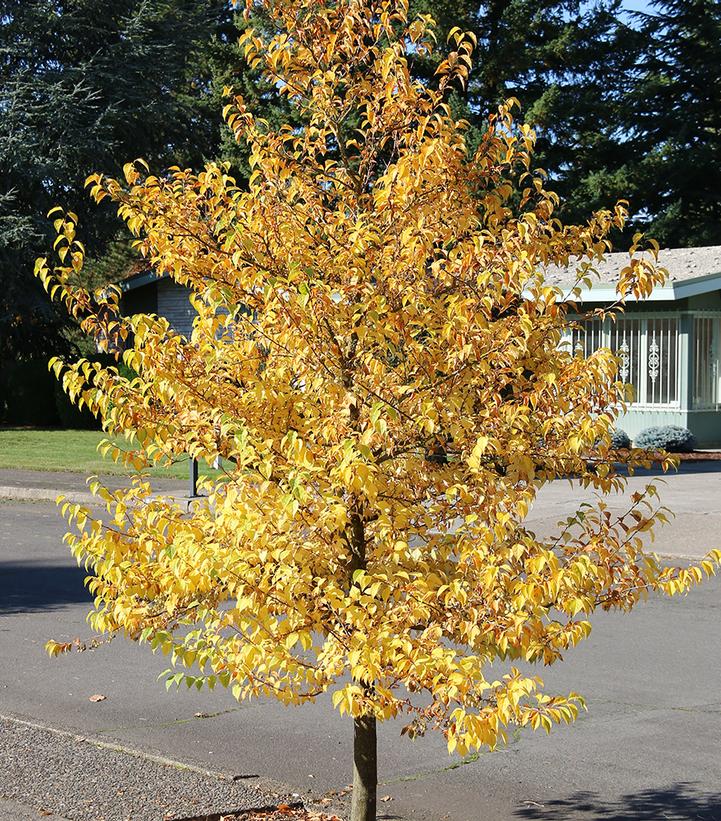 Styrax japonica Snowcone®
