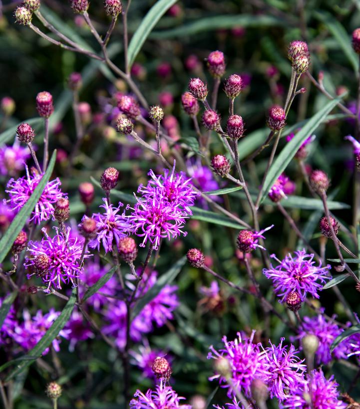 Vernonia 'Violet Night'