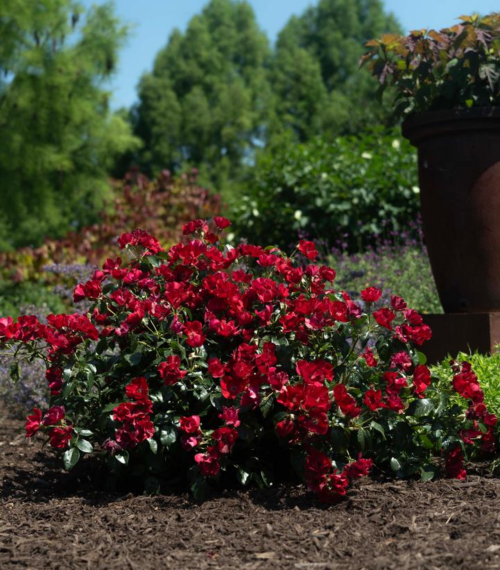 Rosa Scarlet Drift®