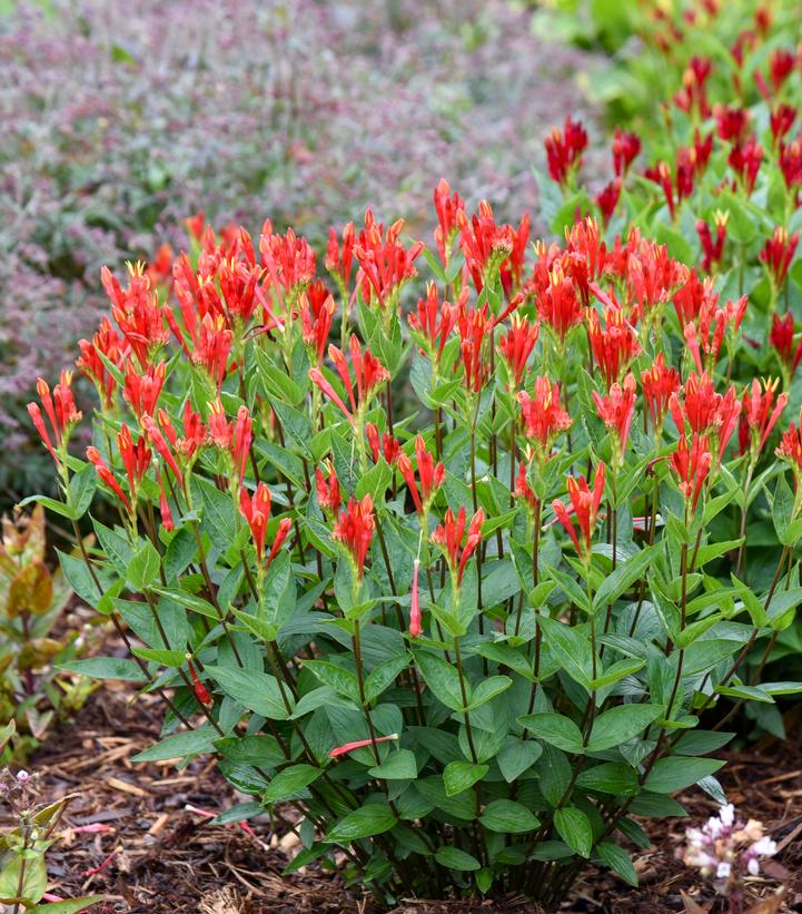 Spigelia marilandica 'Orange Slices'