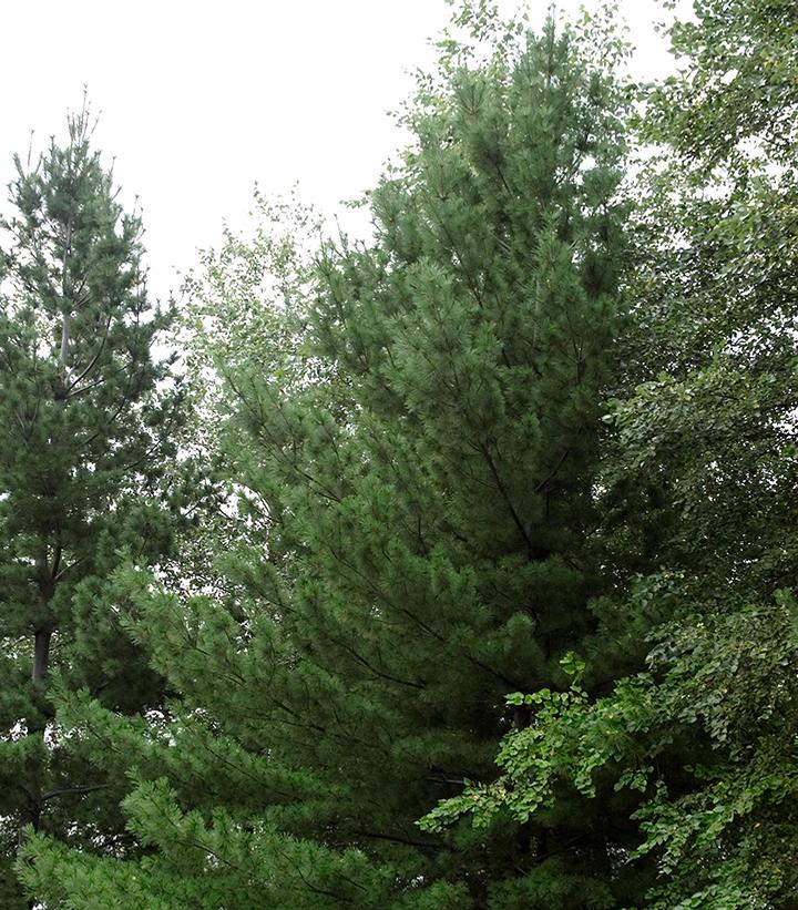 Pinus strobus 