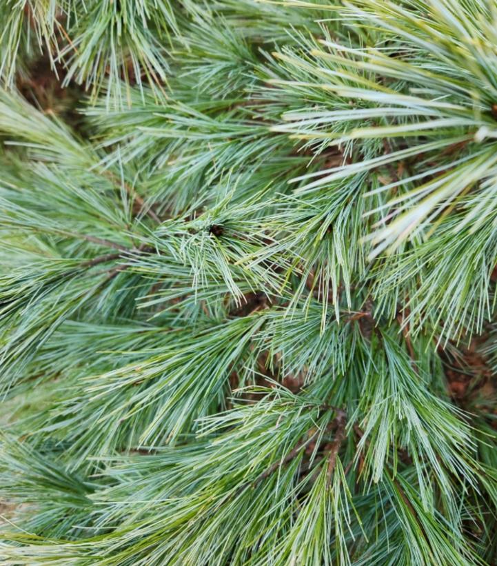 Pinus strobus 'Blue Shag'