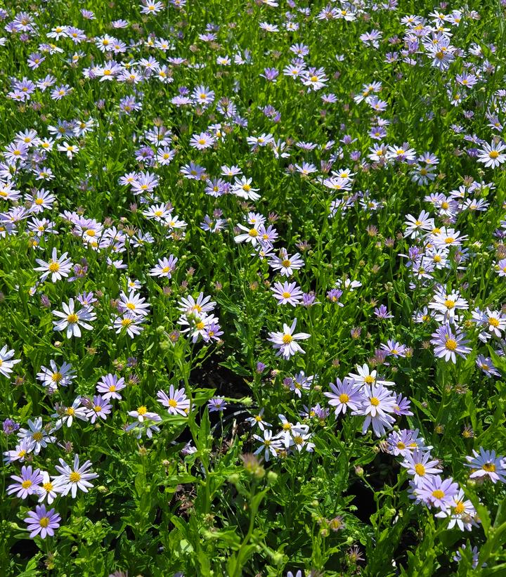 Kalimeris incisa 'Blue Star'