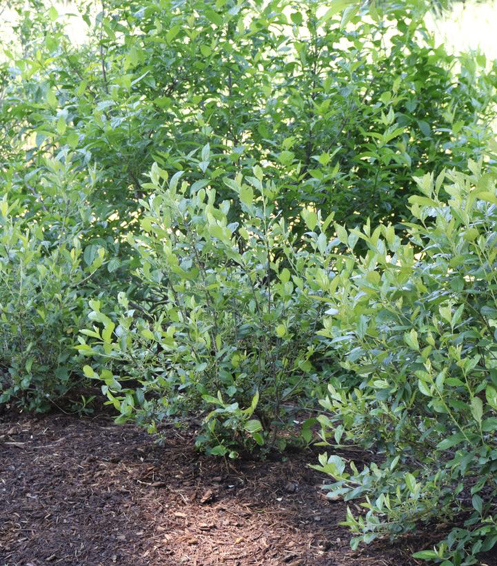 Aronia arbutifolia Berry Scape®