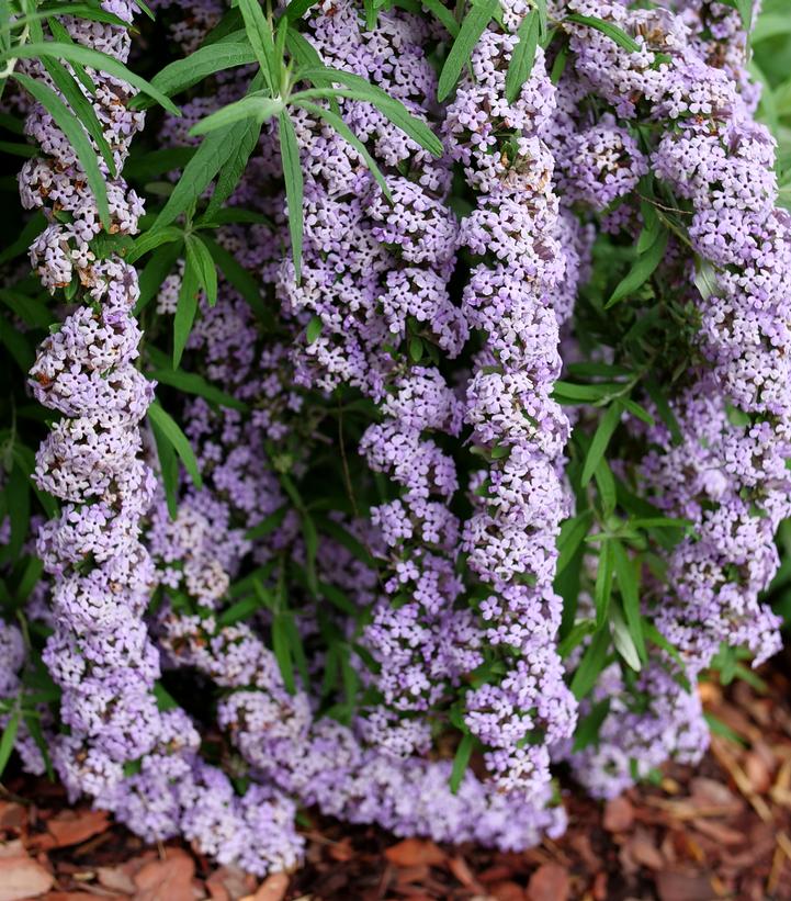 Buddleia alternifolia Mop Top®