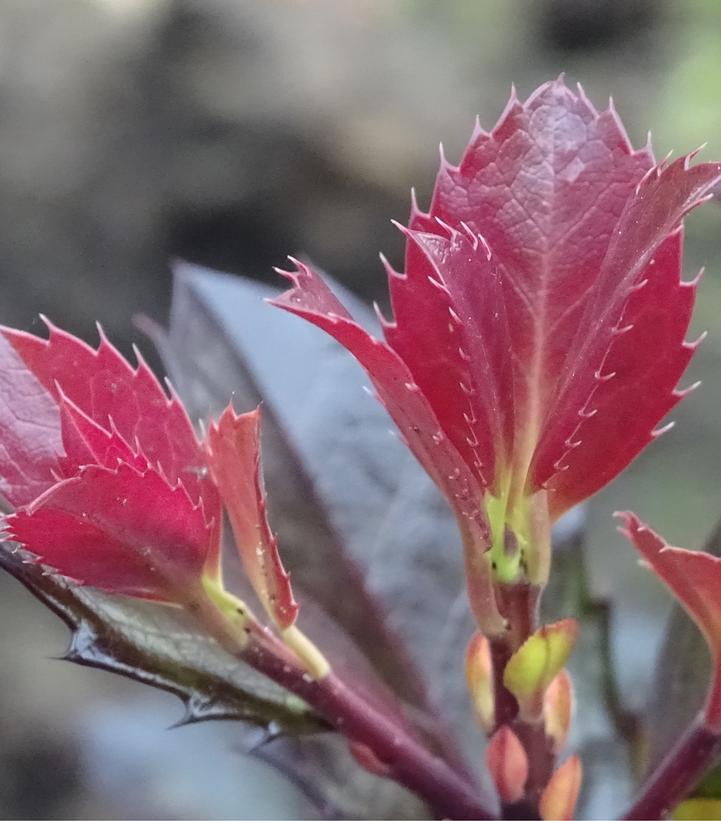 Ilex x Castle Rouge®