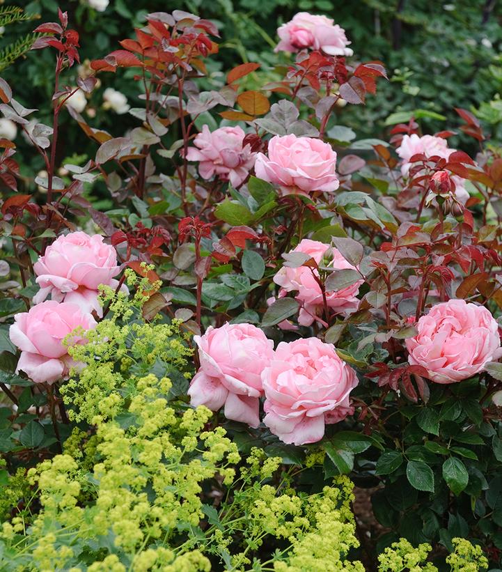 Rosa Brother Cadfael®