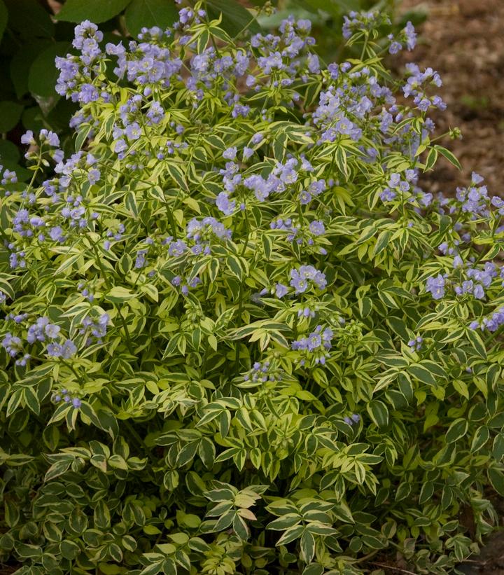 Polemonium reptans 'Stairway to Heaven'