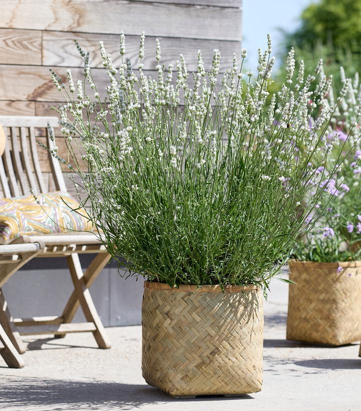 Lavandula x intermedia Exceptional