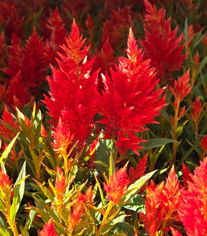 Celosia 'Kelos Fire Orange'