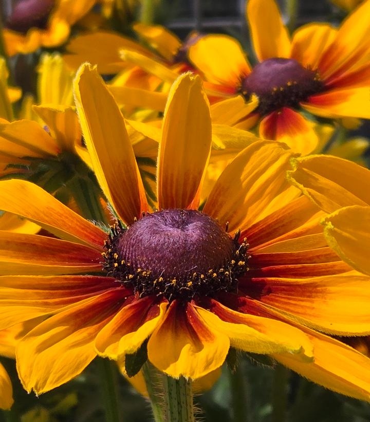 Rudbeckia x Sunbeckia® Marilyn