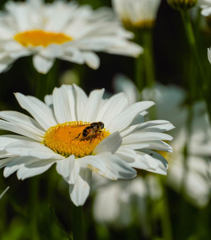 Leucanthemum maximum Ooh La™ LaGrande