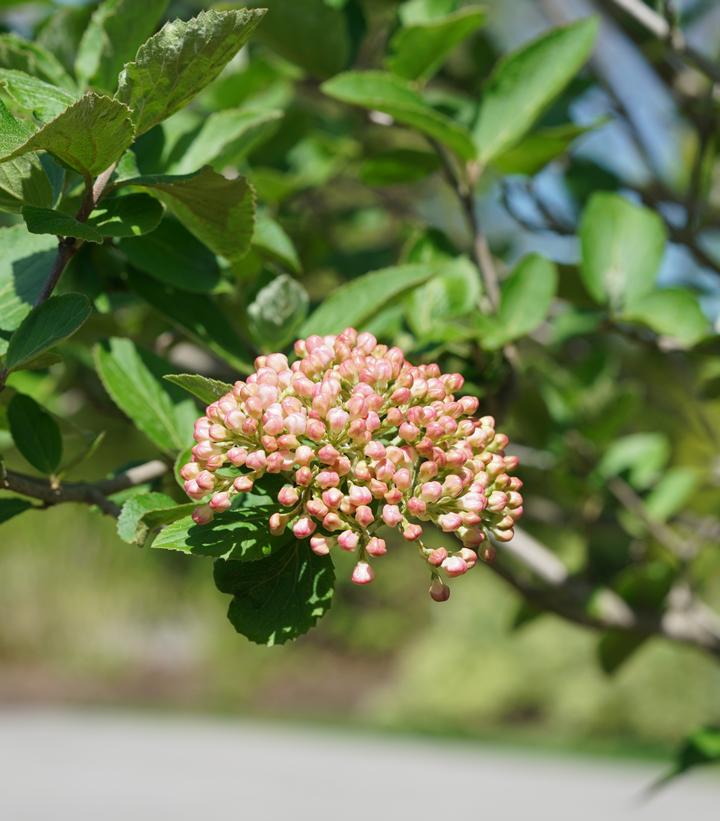 Viburnum carlesii Spice Cowboy®