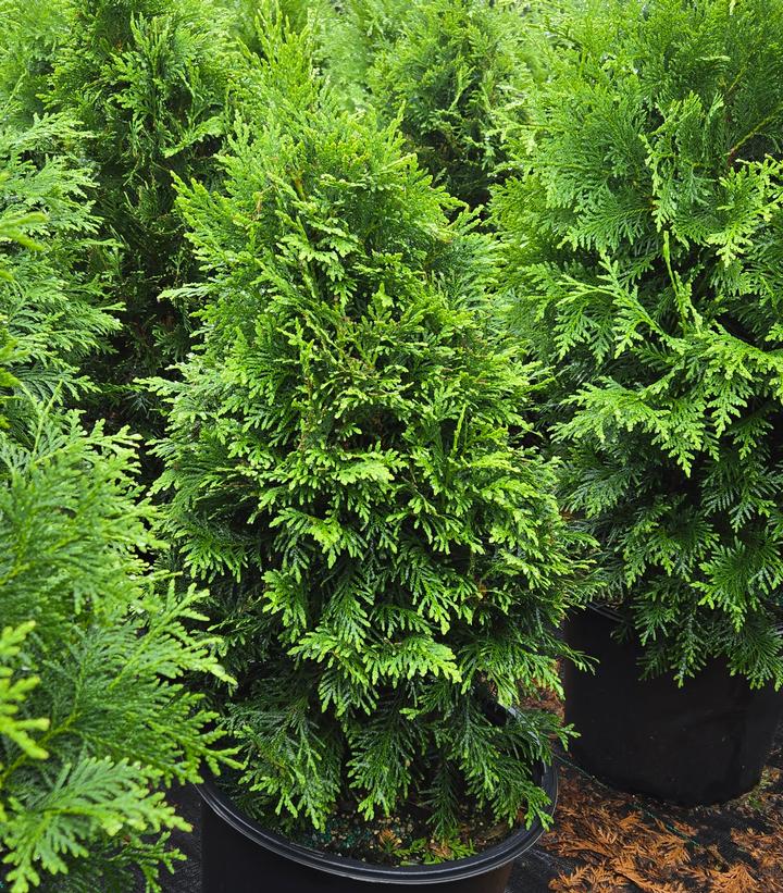Thuja occidentalis Sasquatch Dark Green™