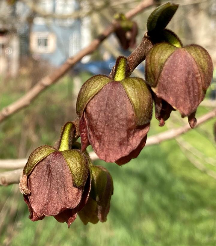 Asimina triloba 