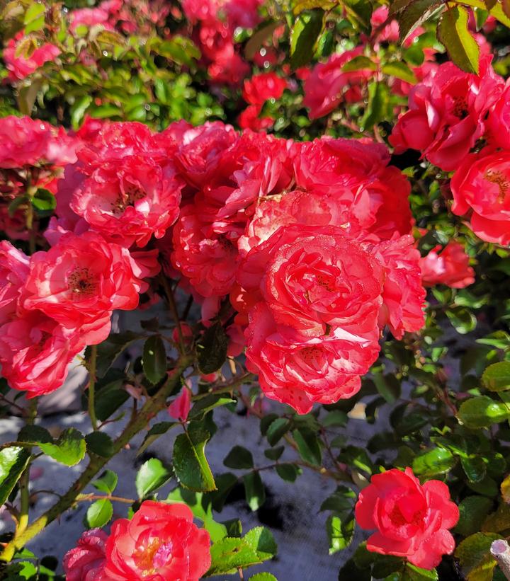 Rosa Coral Drift®