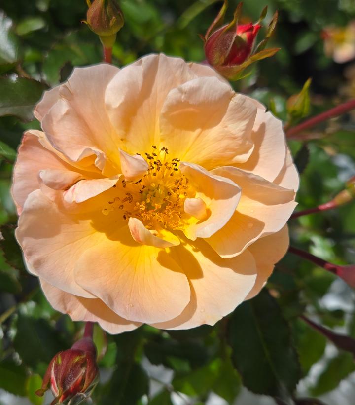 Rosa Flower Carpet Amber