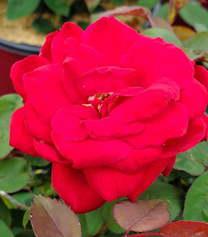 Rosa Easy Elegance® Kashmir