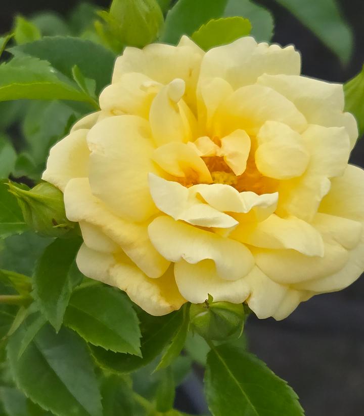 Rosa Flower Carpet- Yellow