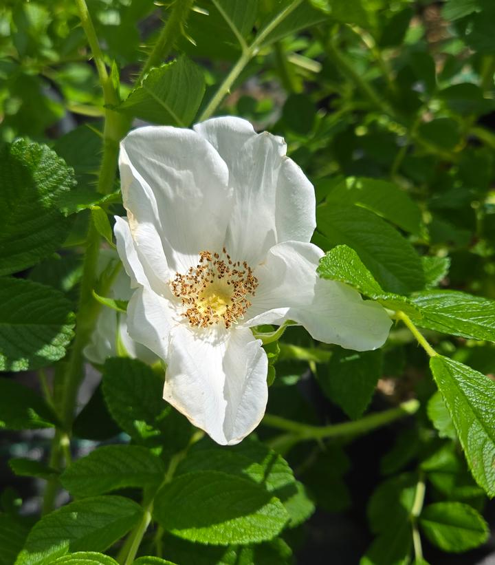 Rosa rugosa Alba