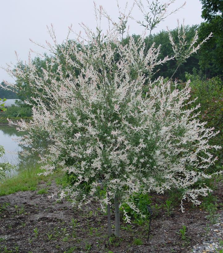 Salix integra 'Hakuro Nishiki'