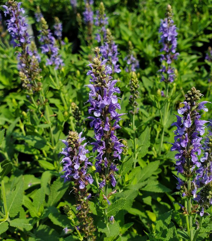 Salvia x sylvestris 'Blue Hill'