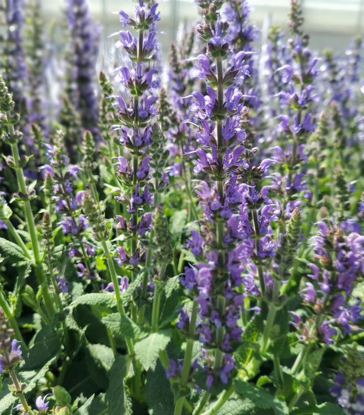 Salvia nemorosa 'May Night'