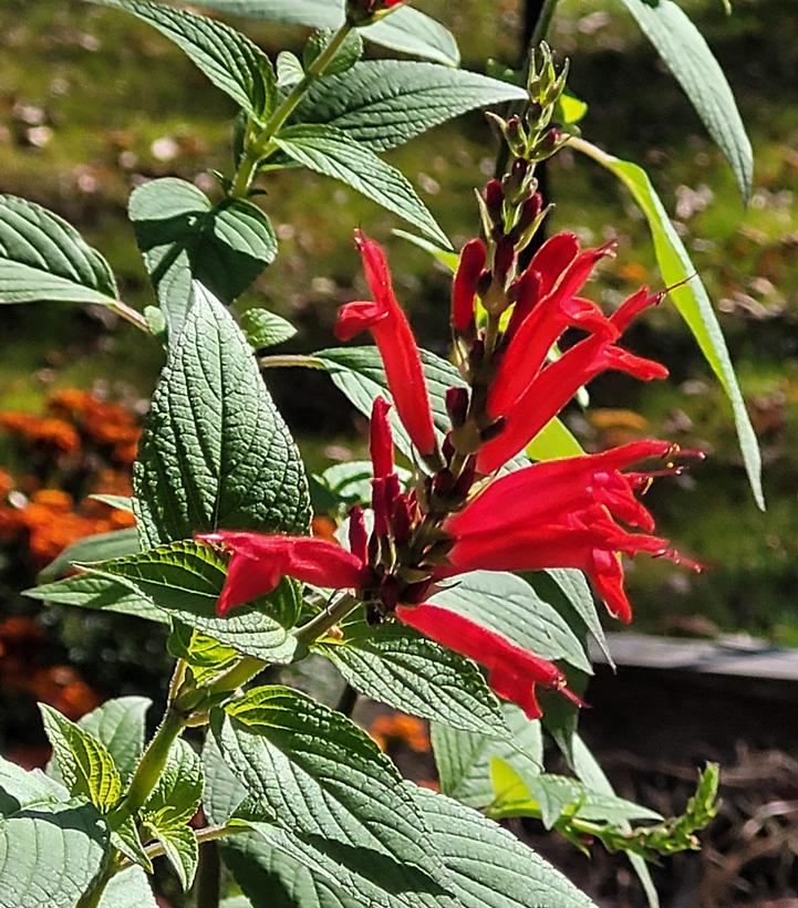 Salvia elegans 