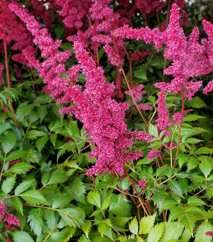 Astilbe arendsii 'Fanal'
