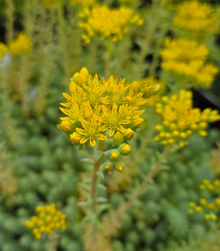 Sedum reflexum 