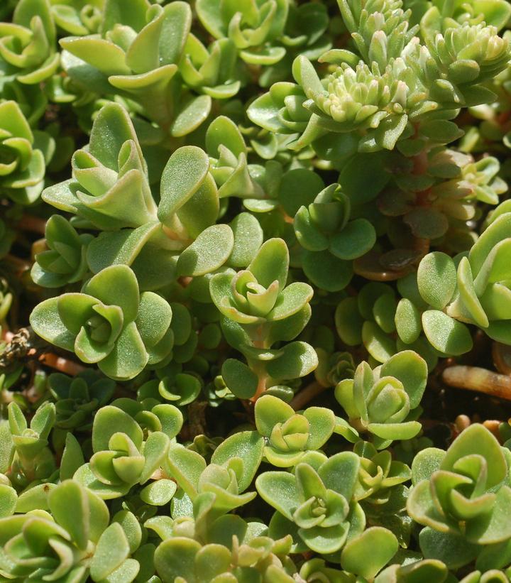 Sedum ternatum 'Larinem Park'