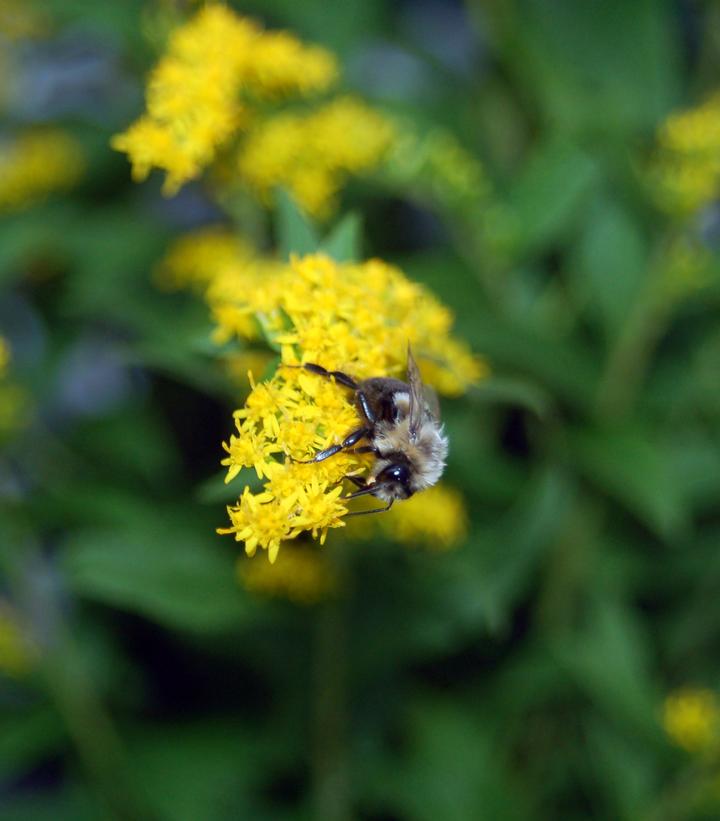 Solidago rugosa 'Fireworks'