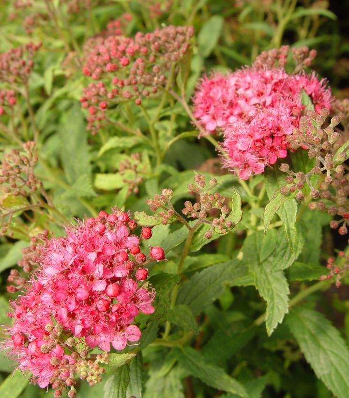 Spiraea japonica 'Little Princess'