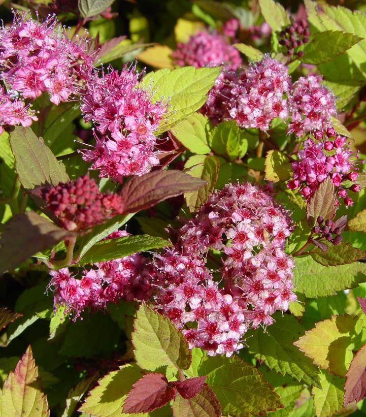 Spiraea japonica 'Magic Carpet'