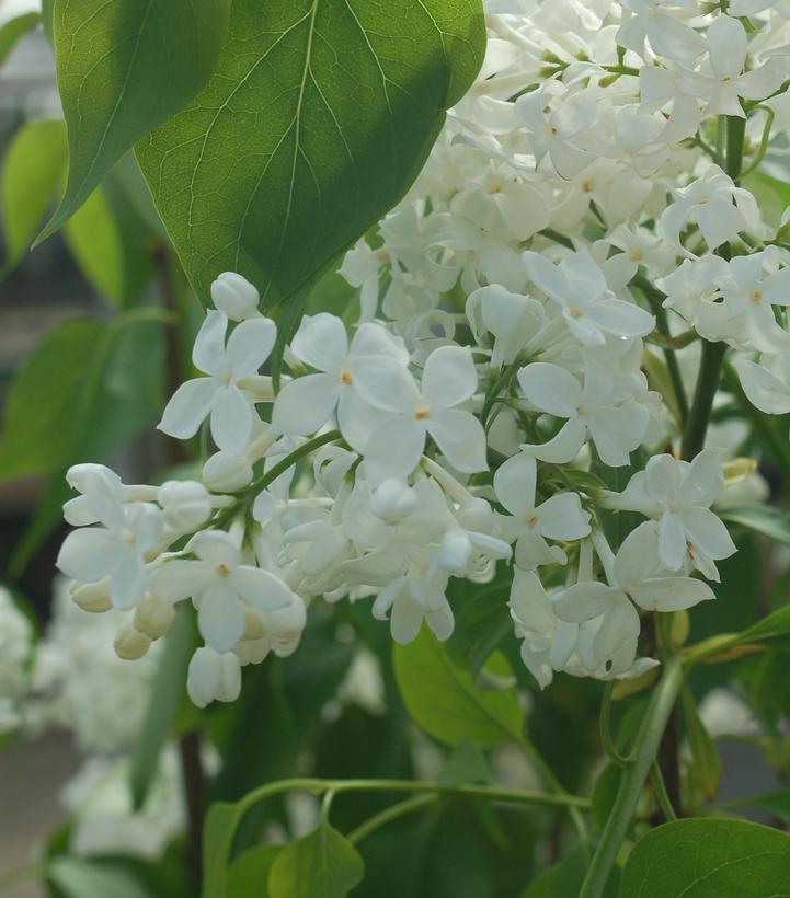 Syringa X hyacinthiflora 'Mount Baker'