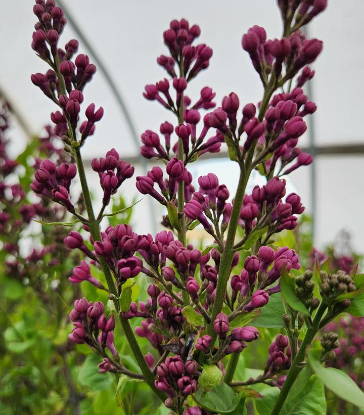 Syringa X hyacinthiflora 'Declaration'