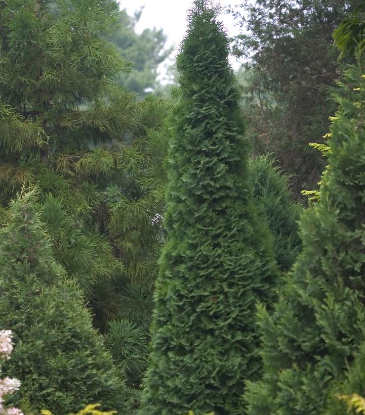Thuja occidentalis North Pole®