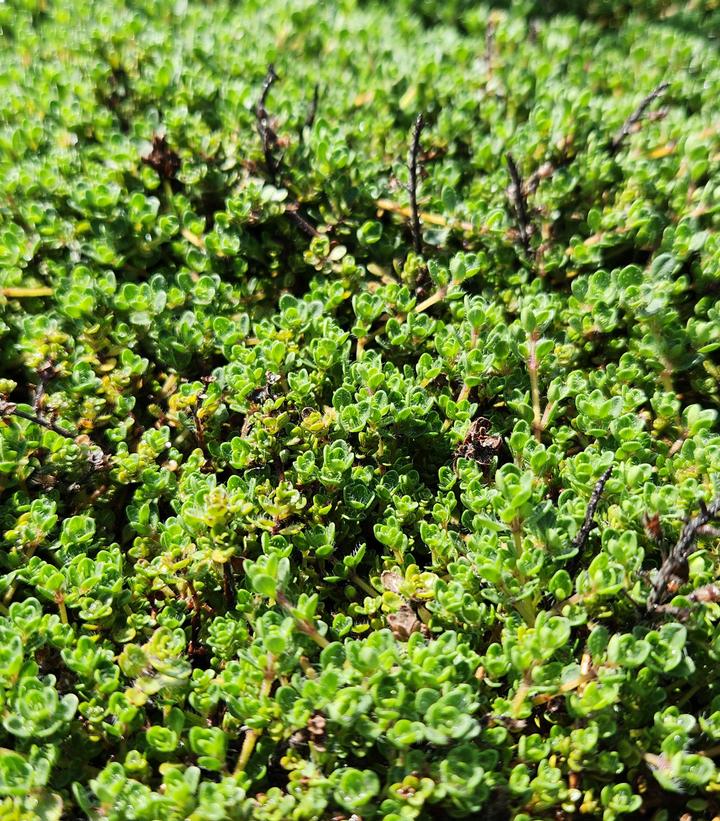 Thymus praecox 'Pink Chintz'