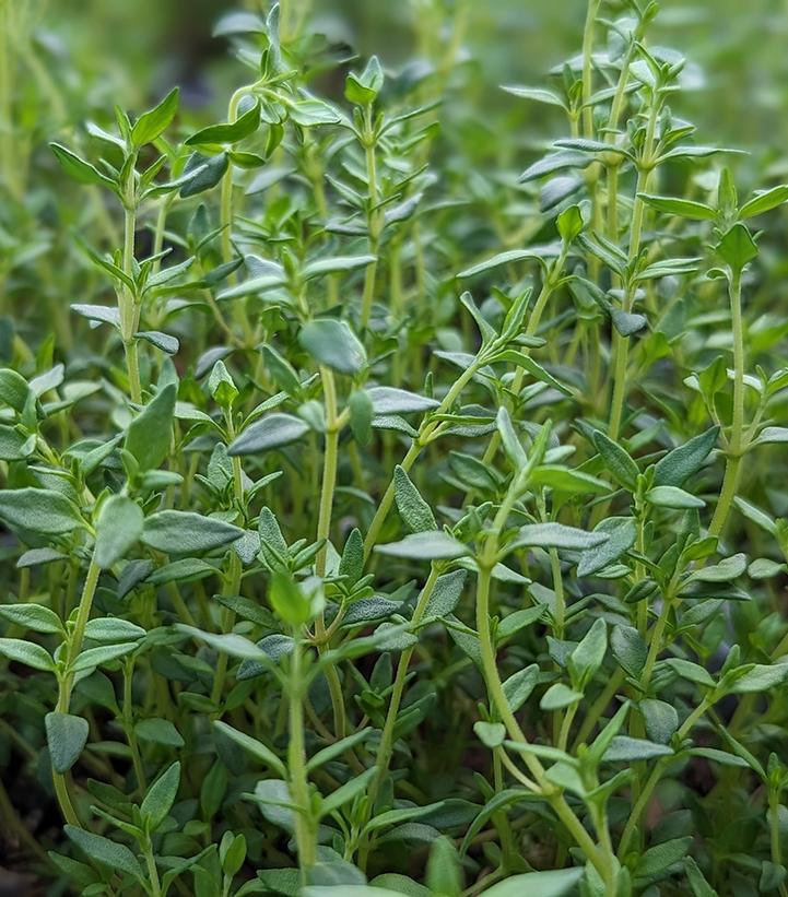 Thymus vulgaris 
