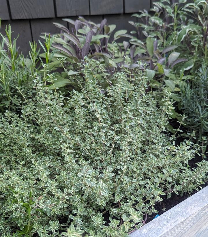 Thymus citriodorus 'Argenteus'