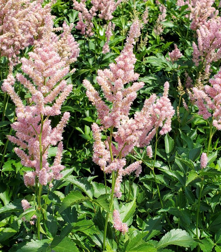 Astilbe japonica 'Peach Blossom'