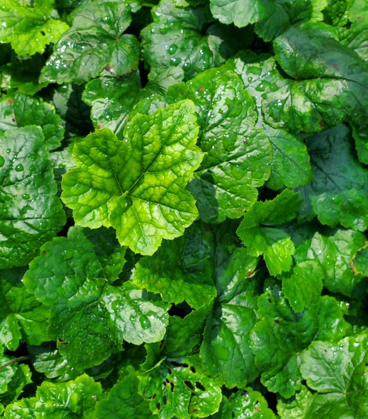 Tiarella cordifolia 