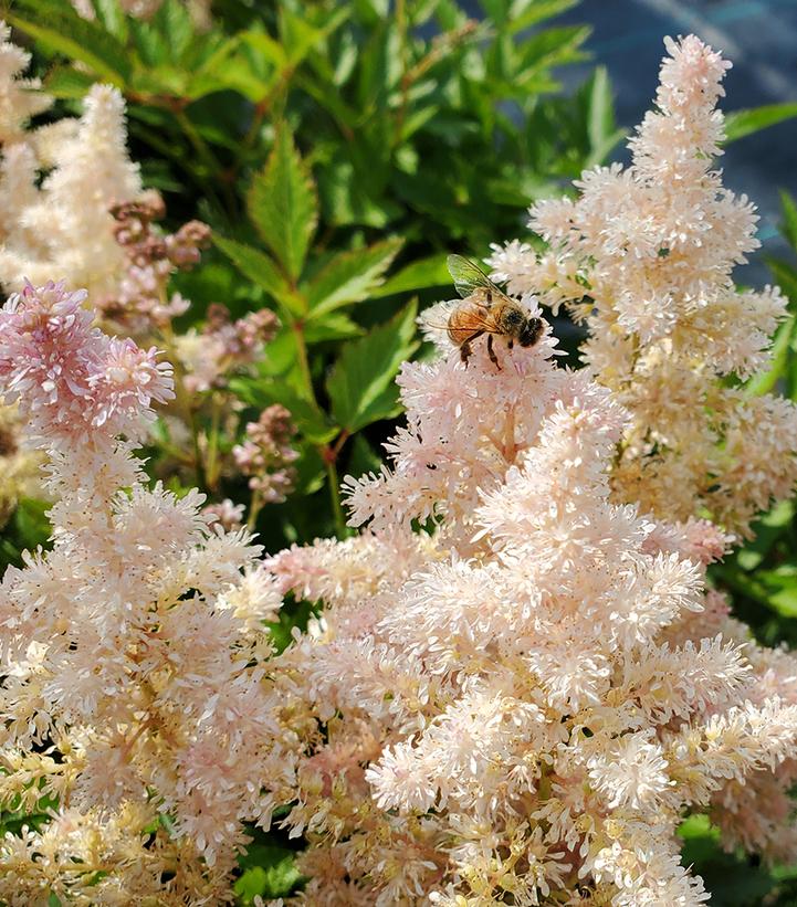 Astilbe x Younique™ 'Silvery Pink'