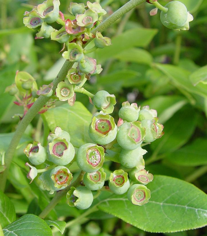 Vaccinium corymbosum 'Northland'