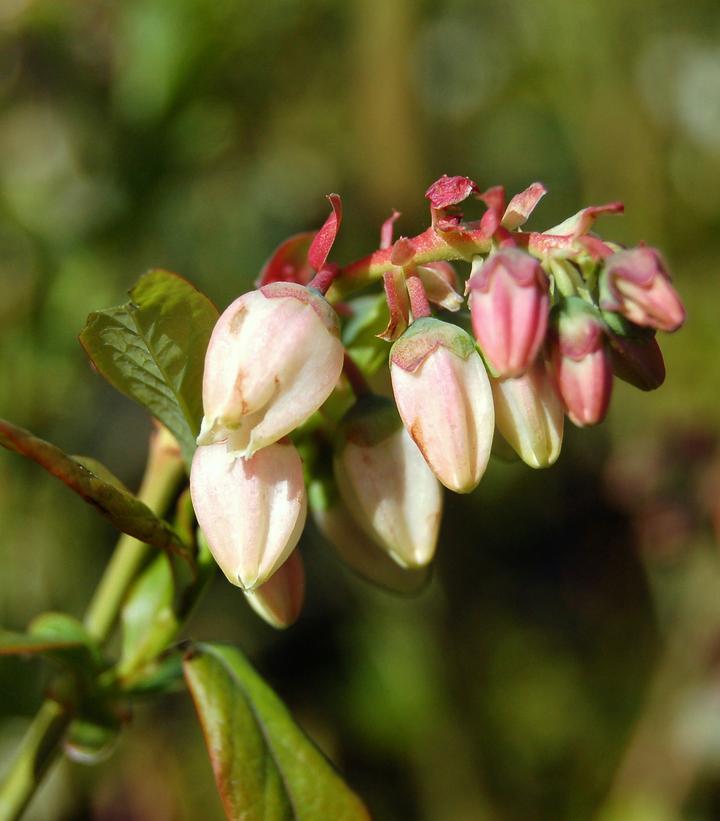Vaccinium corymbosum 'Blueray'