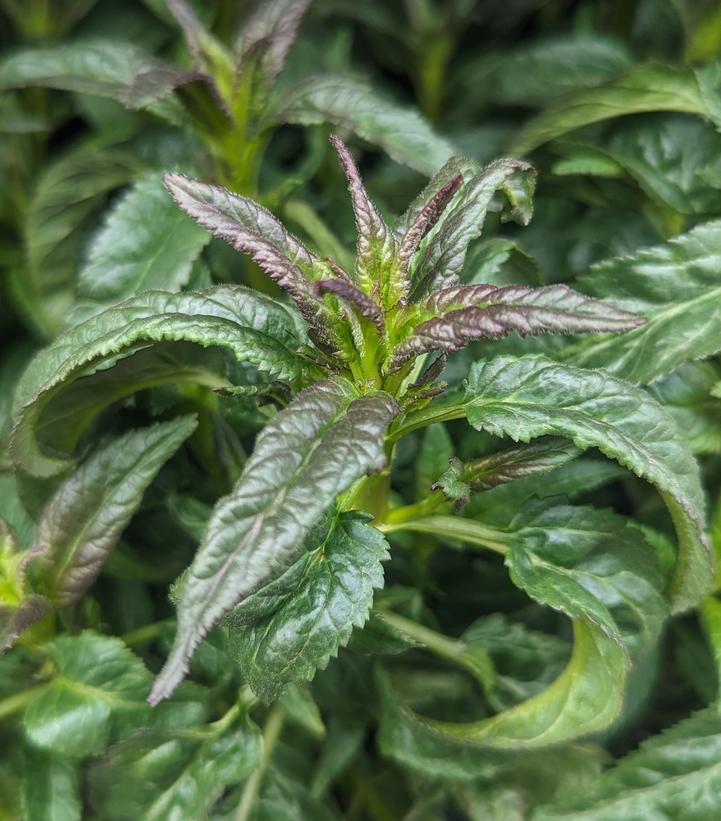 Veronica longifolia 'First Love'