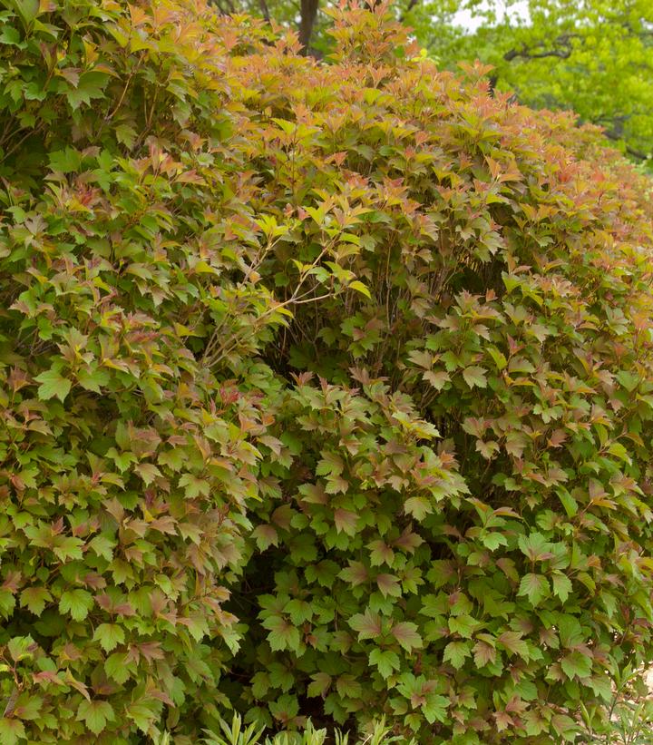Viburnum trilobum 'Baileys Compactum'